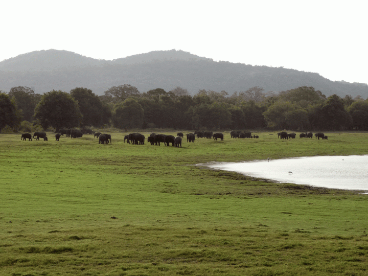 Kuddes olifanten Minneriya National Park Sri Lanka