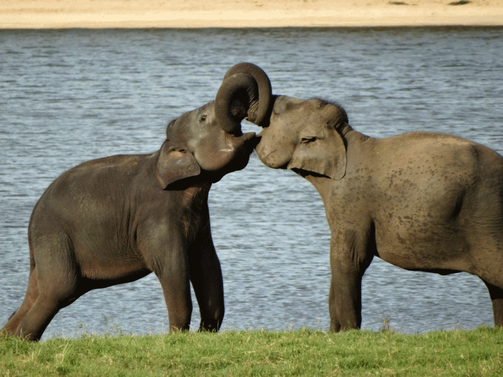 Olifanten Sri Lanka