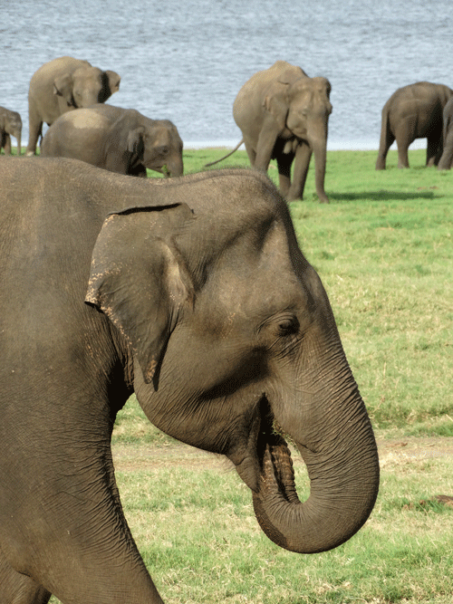 Olifanten Minneriya National Park Sri Lanka