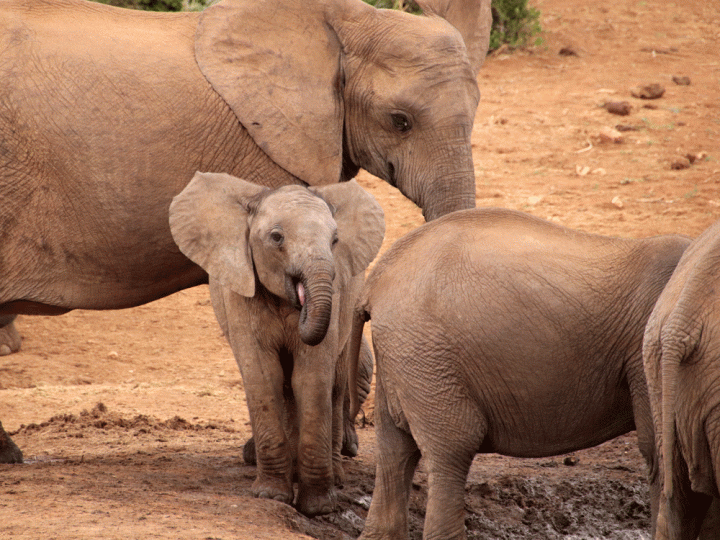 Addo Elephant National Park Zuid-Afrika