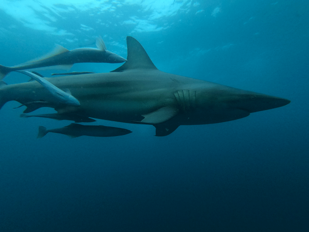 Duiken met haaien Umkomaas Zuid-Afrika