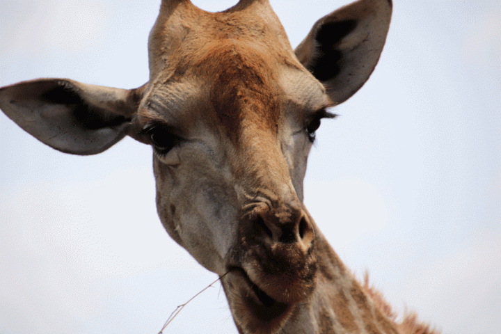 Giraffen Zuid-Afrika