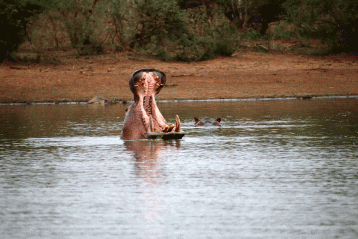 Nijlpaarden Zuid-Afrika