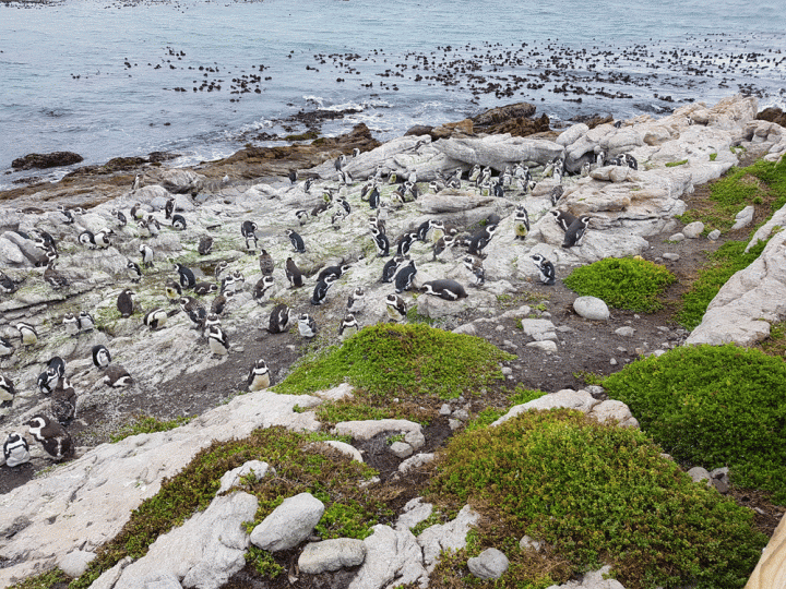 Pinguïns Betty Bay Zuid-Afrika