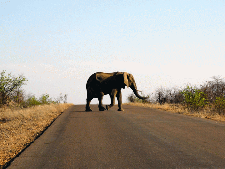 Reisroute Zuid-Afrika, olifanten Kruger National Park