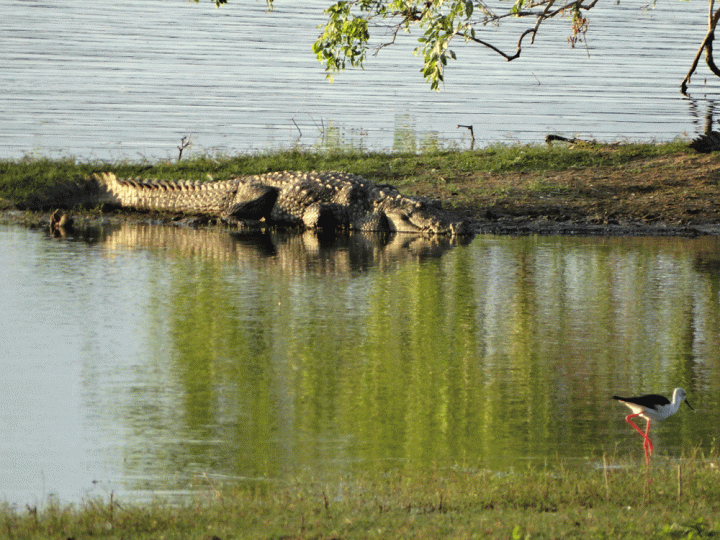 Krokodil Yala National Park