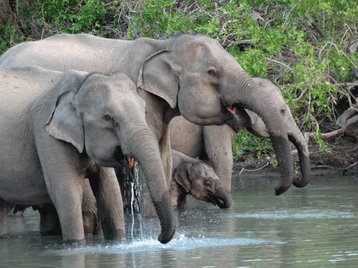 Safari Yala National Park Sri Lanka