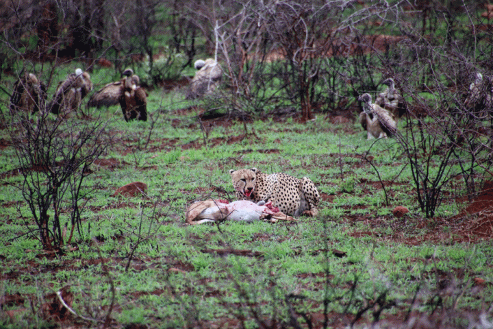 Cheeta met prooi Zuid-Afrika
