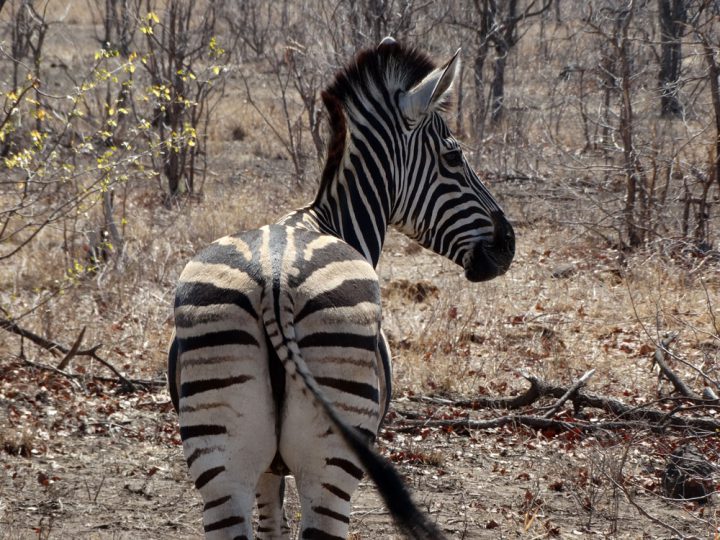 zebra kruger national park