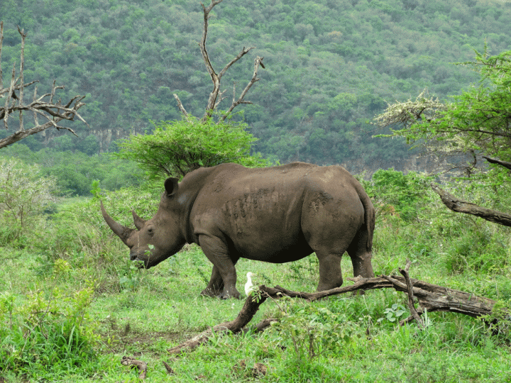 Neushoorns Hluhluwe iMfolozi National Park Zuid-Afrika