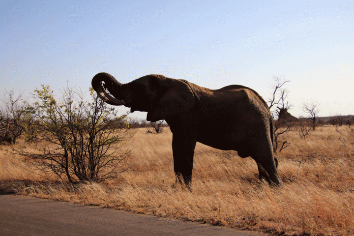 Olifanten Noord Kruger Zuid-Afrika