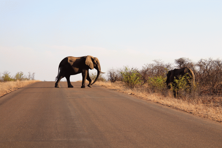 Olifanten noorden Kruger National Park Zuid-Afrika