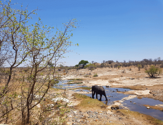 Safari door noorden Kruger National Park