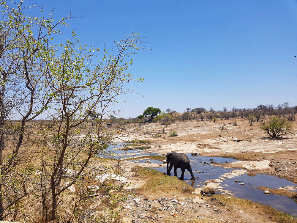 Safari door noorden Kruger National Park