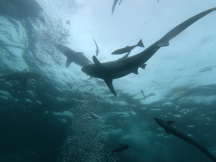 Zwemmen haaien Zuid-Afrika Umkomaas