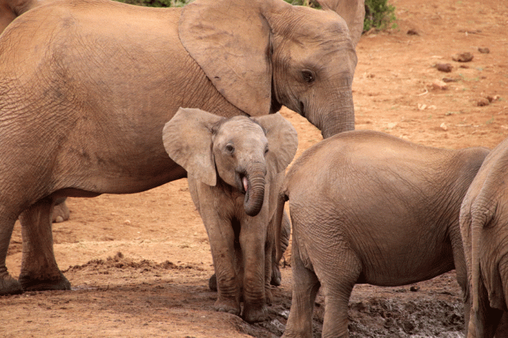 Olifanten Addo Elephant Park Zuid-Afrika
