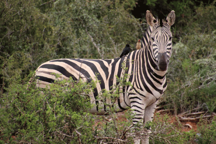 Safari en wildlife spotten beste Nationale Parken Zuid-Afrika