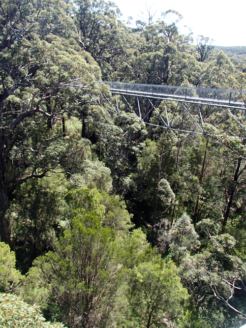 Tree top walk valley of the giants Australië