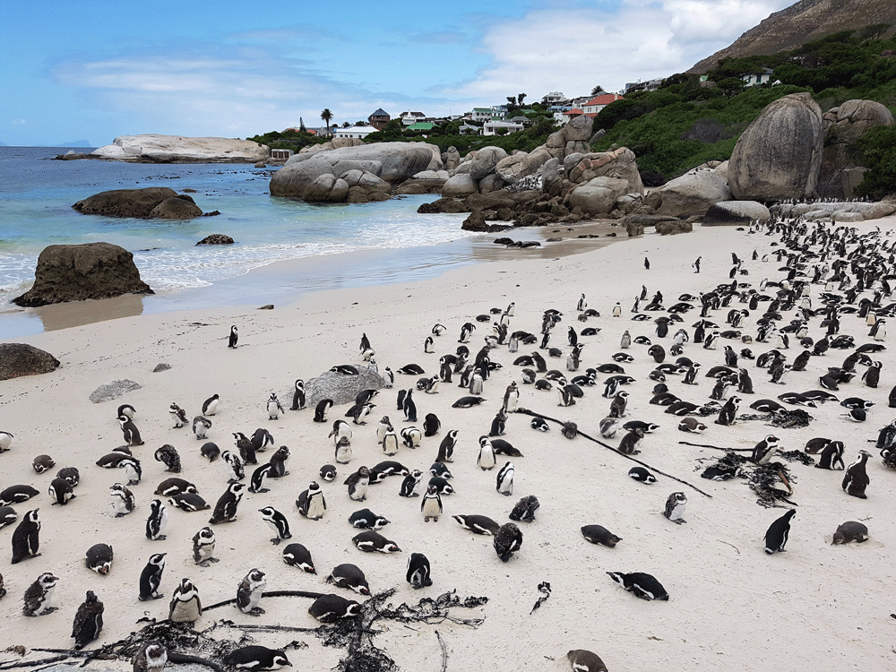 Pinguïns Boulders Beach Zuid-Afrika