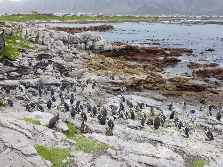 Pinguïns Stony Point Zuid-Afrika